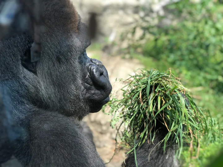 A gorilla in profile holding a handful of green grass.